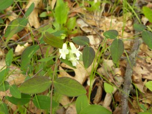white pea:pale vetchling 05:07