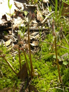 wild sarsaparillla 04:17:12