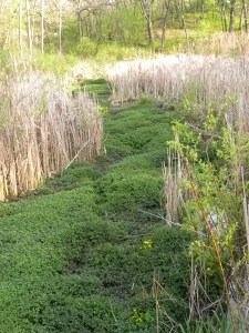 with watercress A 05:03