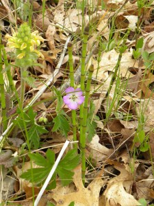 wood betony, wild geranium, horsetail. 04:30JPG
