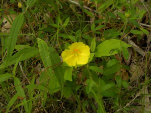 yellow mallow? 05:30