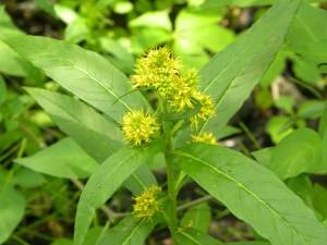 yellow mystery 05:26