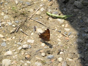 anglewing butterfly 06:24