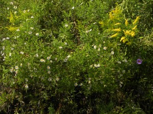 asters & goldenrod 08:28:12