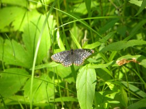 baltimore checkerspot 06:15