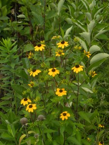 browneyed susans 07:31 A