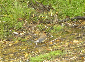 cedar waxwing 07:01