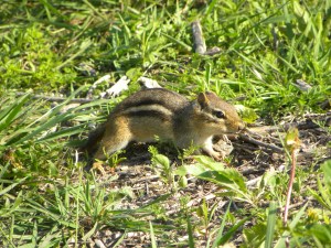 chipmunk 06:04