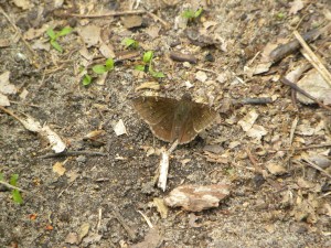 cloudywing butterfly 06:02