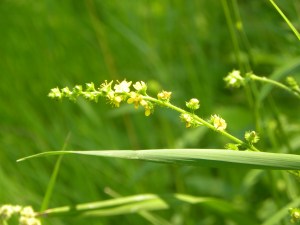 common agrimony 07:02 A