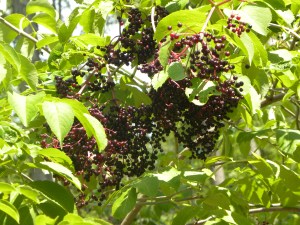 elderberries 08:28:12