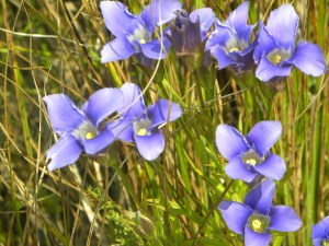 fringed gentians 08:28:12 A