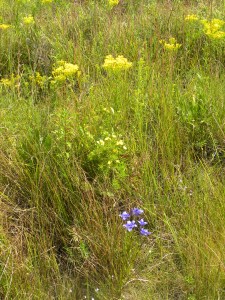 fringed gentians & goldenrod 08:28:12