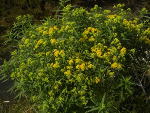 goldenrod? 08:28:12
