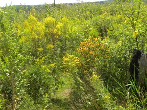 goldenrod & brown-eyed susans 08:28:12