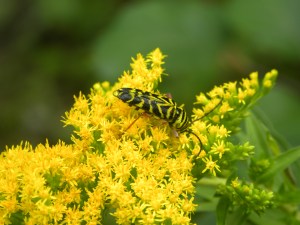 goldenrod & bug 08:28:12