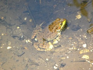 green frog 06:15 A