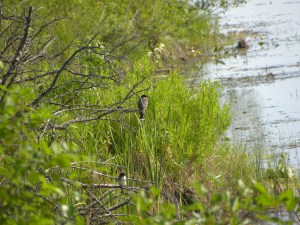 kingbirds -two 06:04