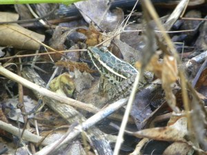 leopard frog 07:31
