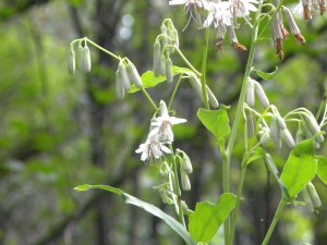 lettuce family 08:28:12 A