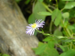 light purple aster 08:28:12