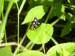 little black butterfly 06:02 C