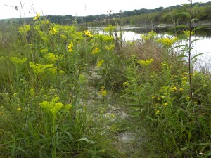 marl pit & goldenrod 08:28:12