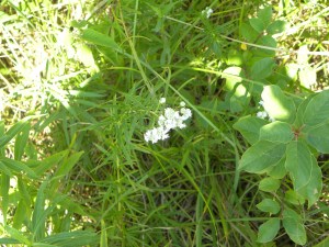 mountain mint A  indian spring prairie 07:14 A