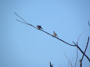 mourning doves A 07:07