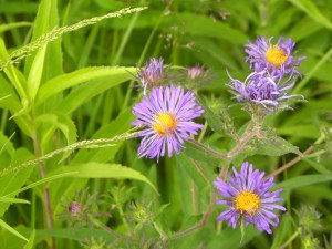 new england asters 06:24