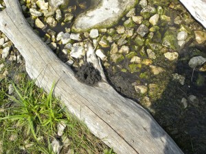 prairie crayfish burrow 07:02 A