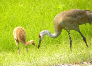 sandhill & chick
