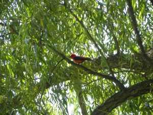 scarlet tanager 06:24 B