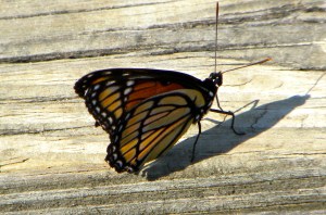 viceroy butterfly 06:04 A
