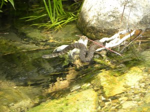 water snake hunting from log 07:01