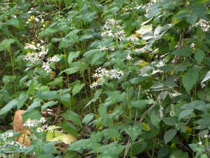 wood asters? 08:28:12