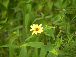 woodland sunflower 07:14 A