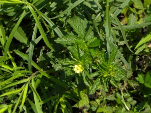 yellow avens 06:02 B