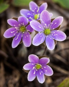 Hepatica